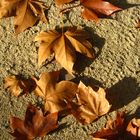 Composición natural de otoño