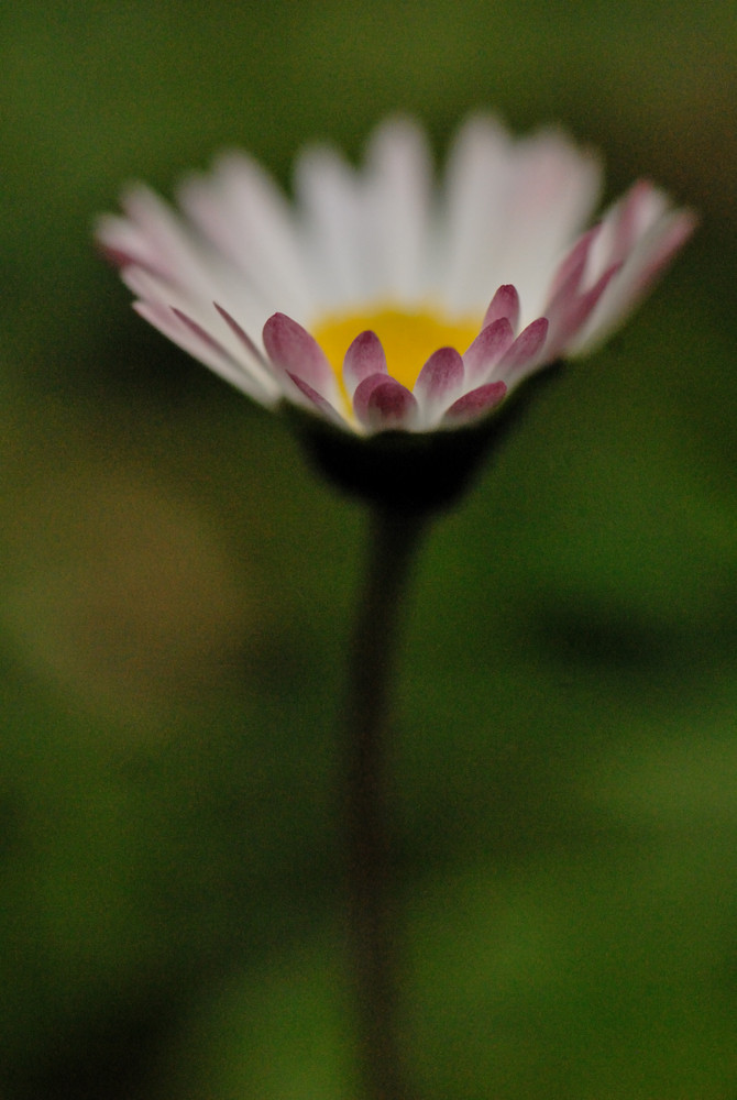 Composita - Bellis perennis 2