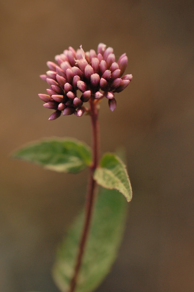 Composita - Eupatorioum cannabinum