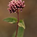 Composita - Eupatorioum cannabinum