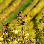 COMPOSITION AUTOMNALE DANS LE VIGNOBLE JURASSIEN