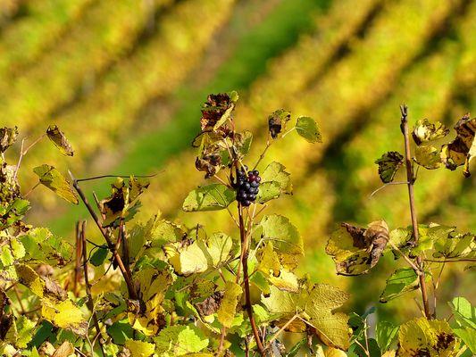 COMPOSITION AUTOMNALE DANS LE VIGNOBLE JURASSIEN