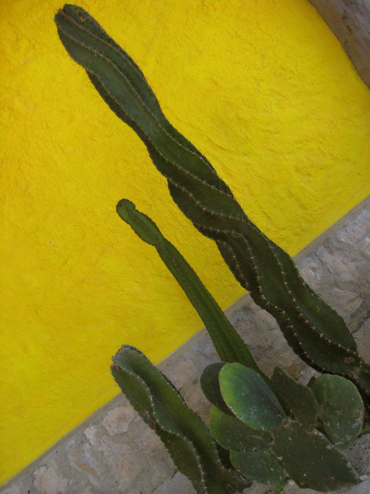 Composition de cactus