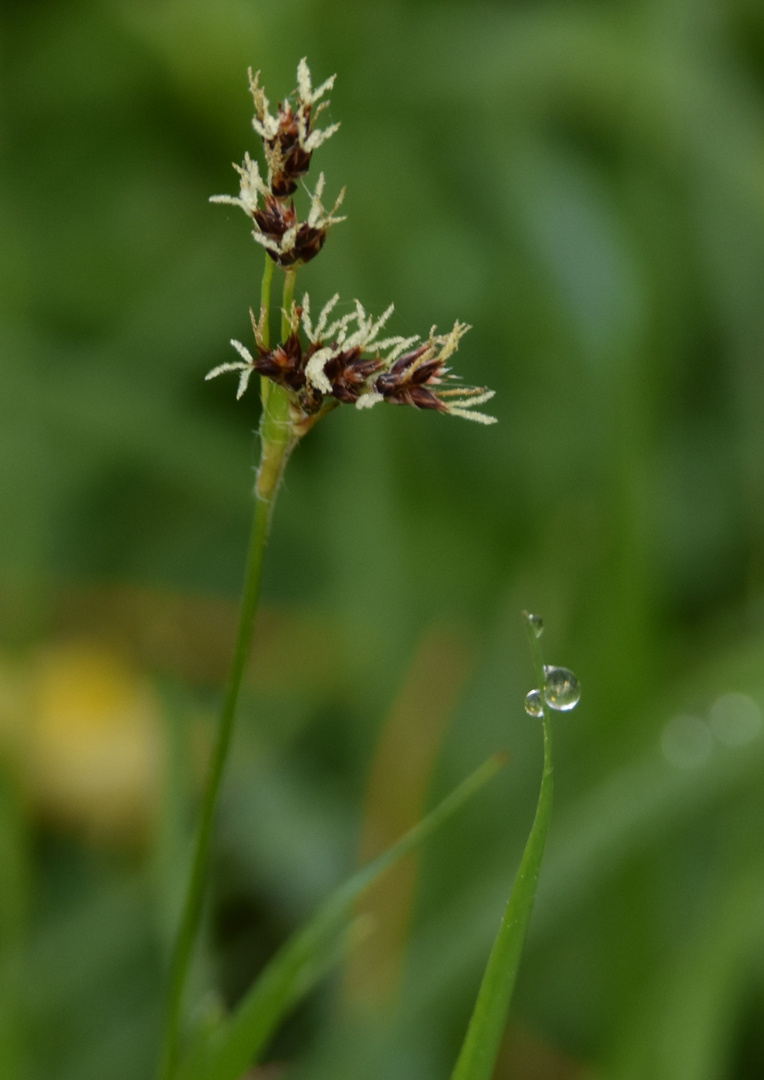 Composition florale