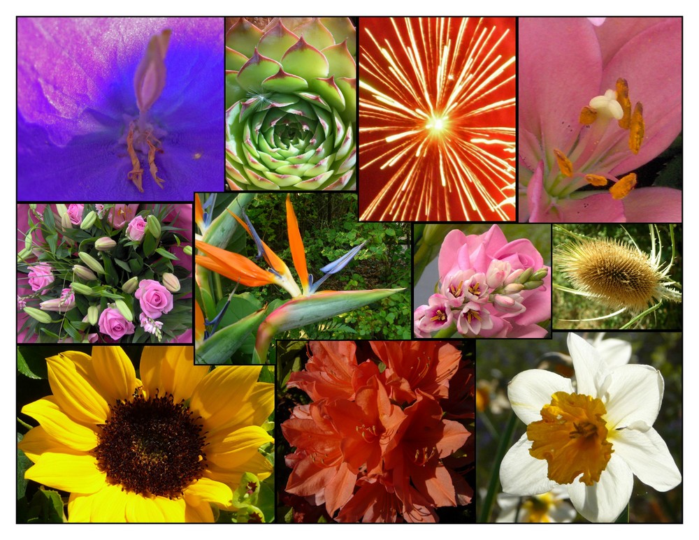 Composition florale (photo-montage)