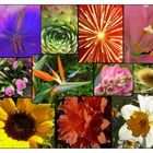 Composition florale (photo-montage)