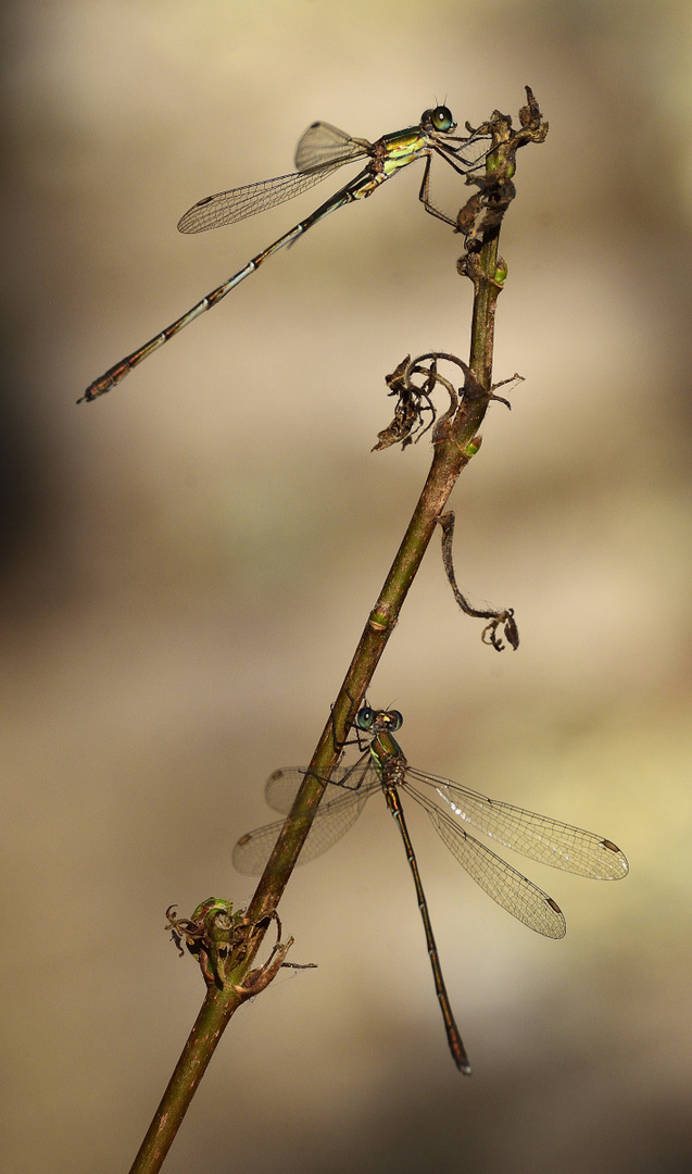 Composition naturelle