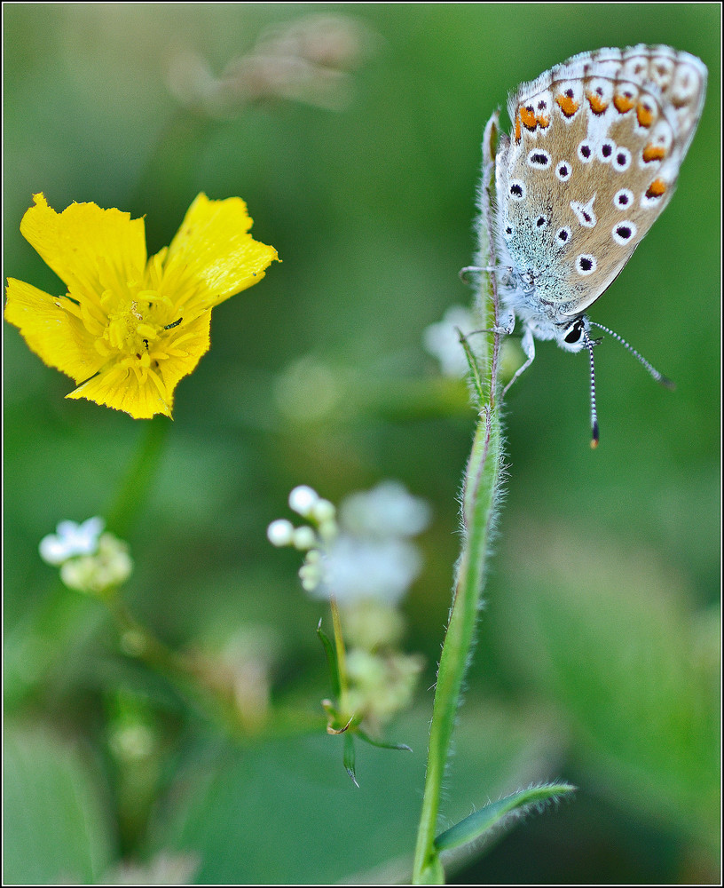 Composition naturelle.