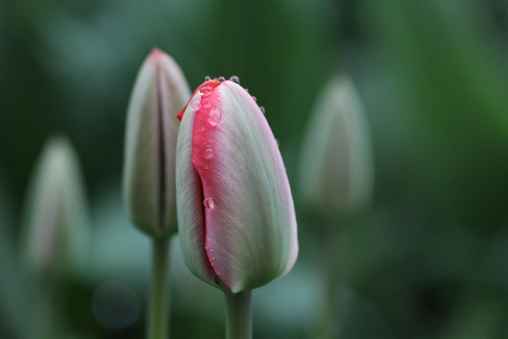 Composition of Tulips/ The unified Red meets The enclosing Green