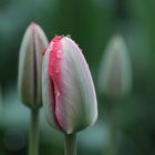 Composition of Tulips/ The unified Red meets The enclosing Green