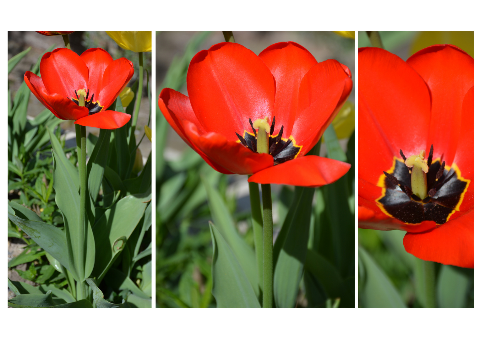 Composition tulipe