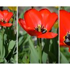 Composition tulipe