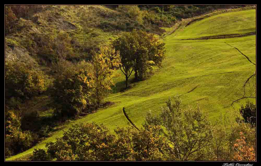 ..composizione autunnale..