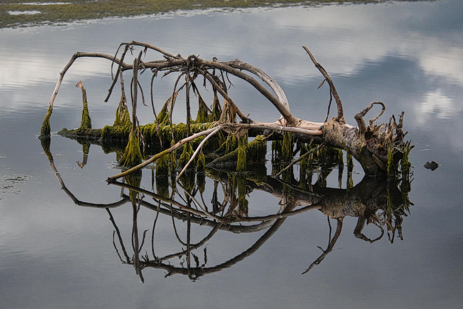 Composizione con riflessi 