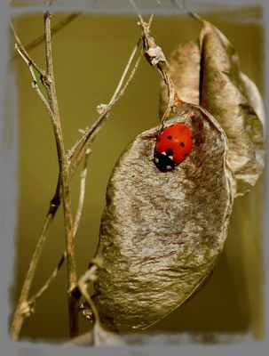 COMPOSIZIONE D'AUTUNNO