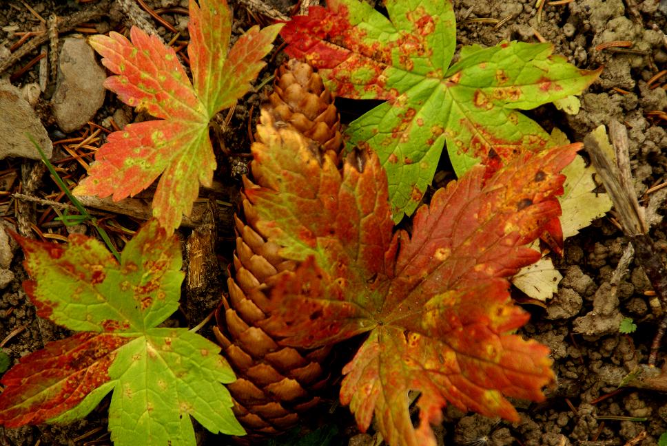 composizione d'autunno di SCILLA BOARETTI 