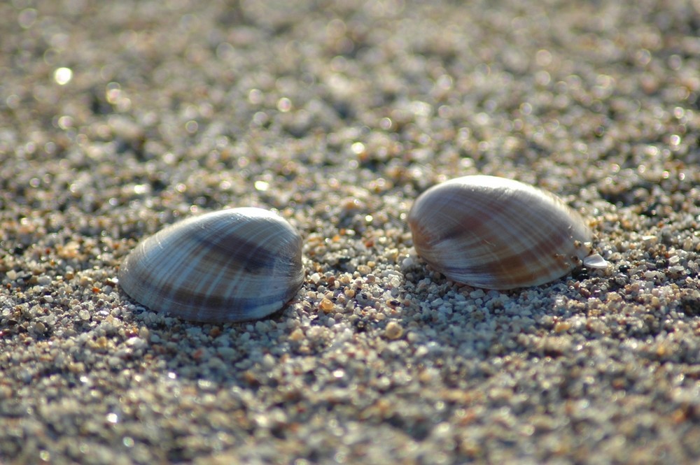 Composizione di natura