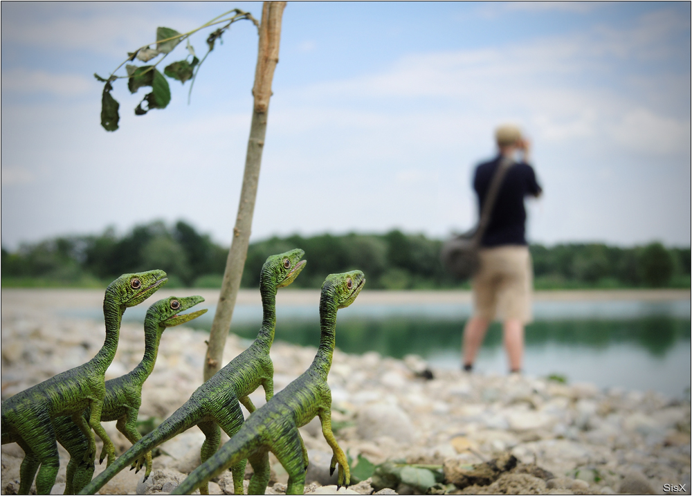 Compsognathus longipes Foto & Bild strand, miniaturen, tiere Bilder