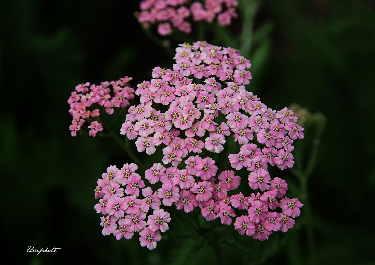 Compter fleurettes Photo Et Image Nature Fleurs Rose Images 