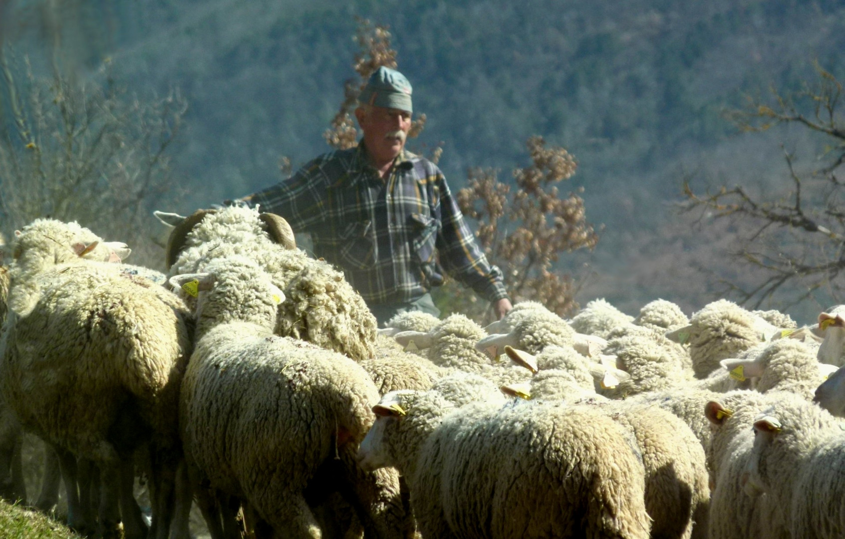 les moutons* photo et image personnes, divers Images