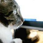 Computer-Cat