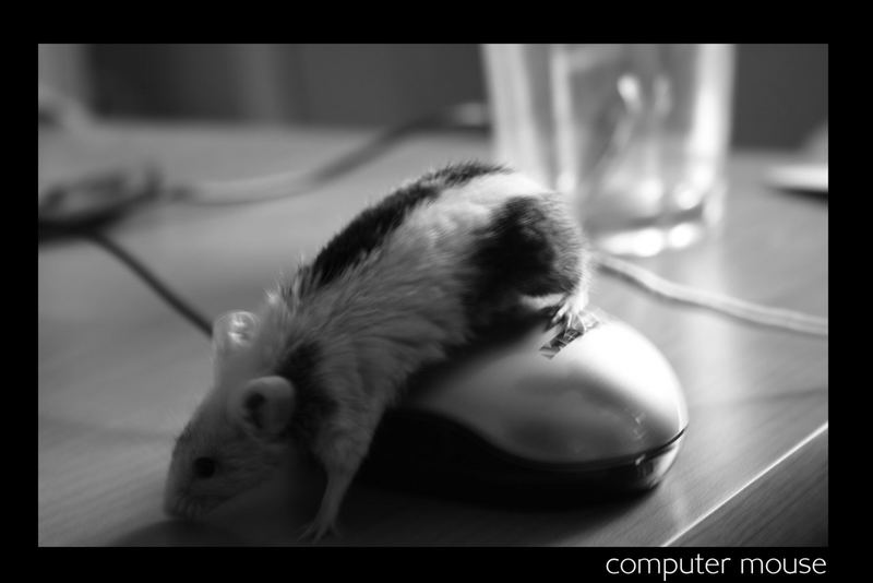 computer mouse