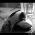 computer mouse