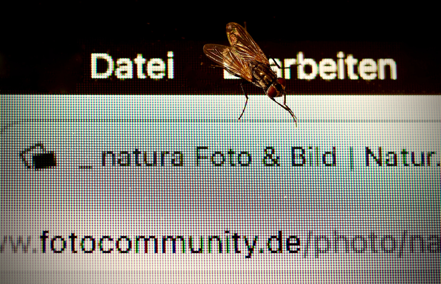 „Computerfliege"