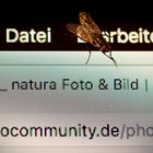 „Computerfliege"