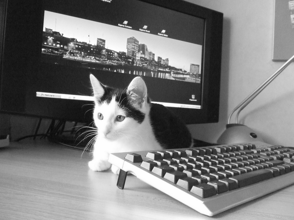 ComputerKatze