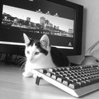 ComputerKatze