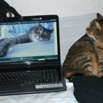 Computerkatze