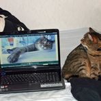 Computerkatze