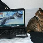 Computerkatze