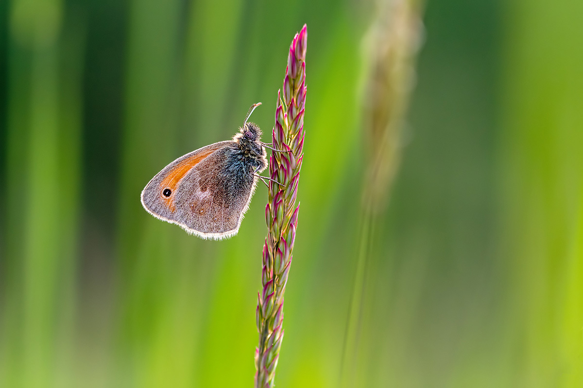 compWiesenvögelein,kleines5.5.2018FägswilDSC_8213-93%bearb