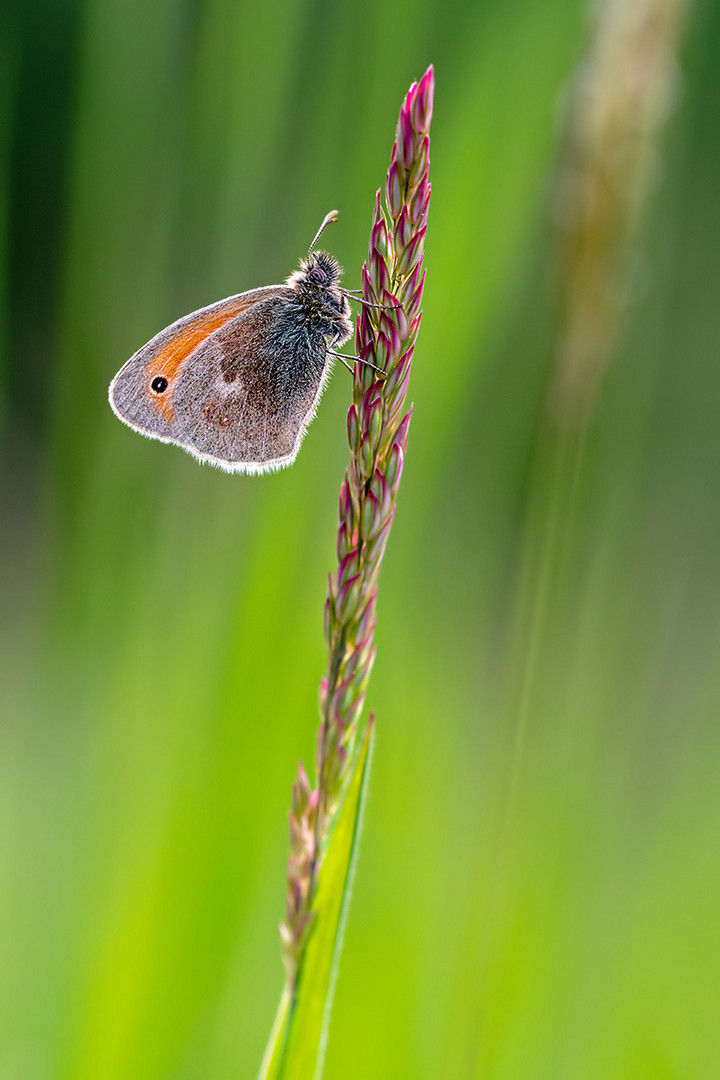 compWiesenvögelein,kleines5.5.2018FägswilDSC_8217-88%