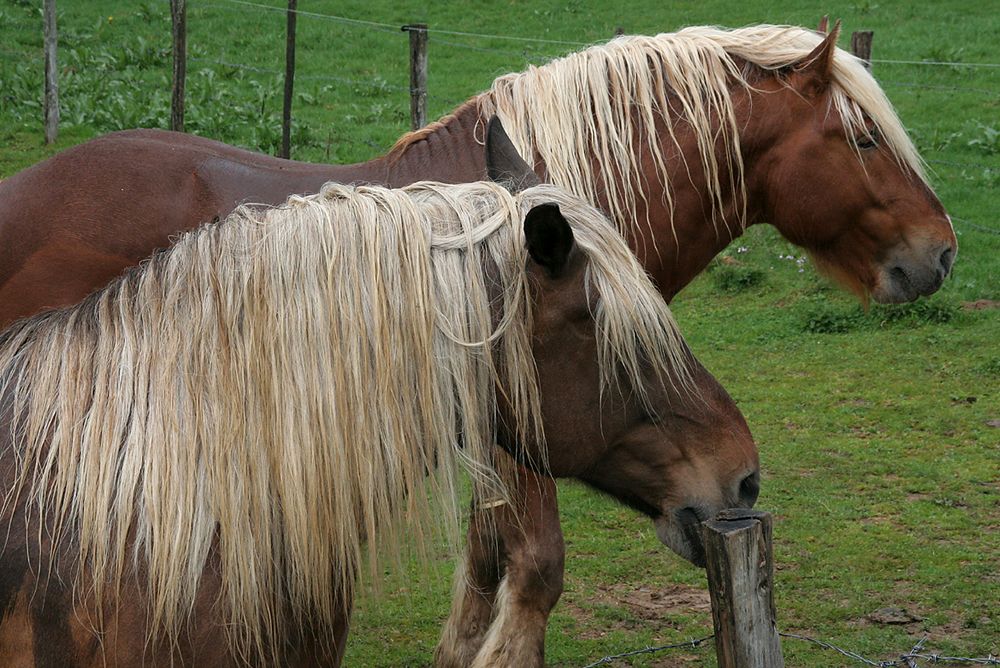 Comtois Stute und Hengst