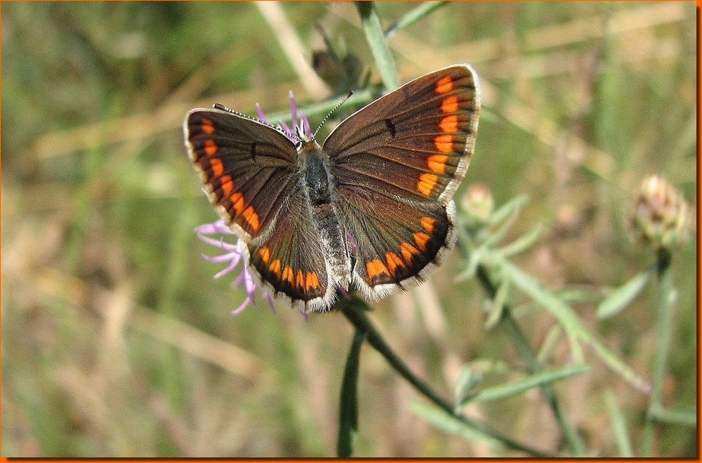 Comune farfallina