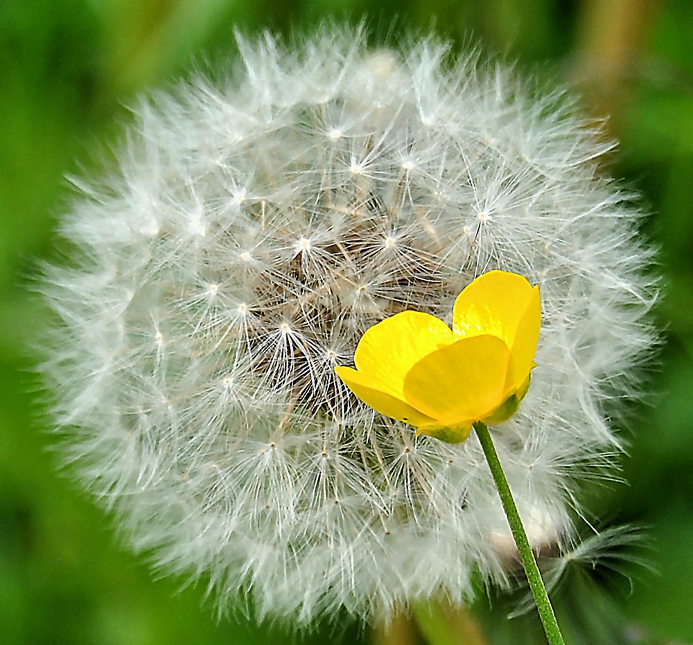 Comunione di fiori