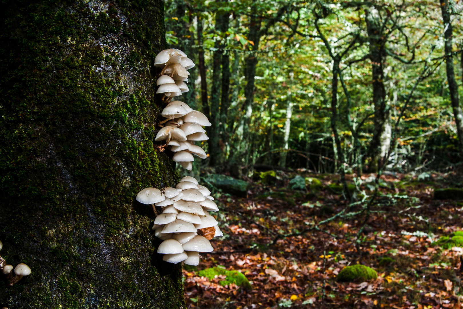 Con el otoño el bosque recobra la magia de las setas