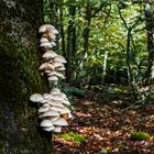 Con el otoño el bosque recobra la magia de las setas