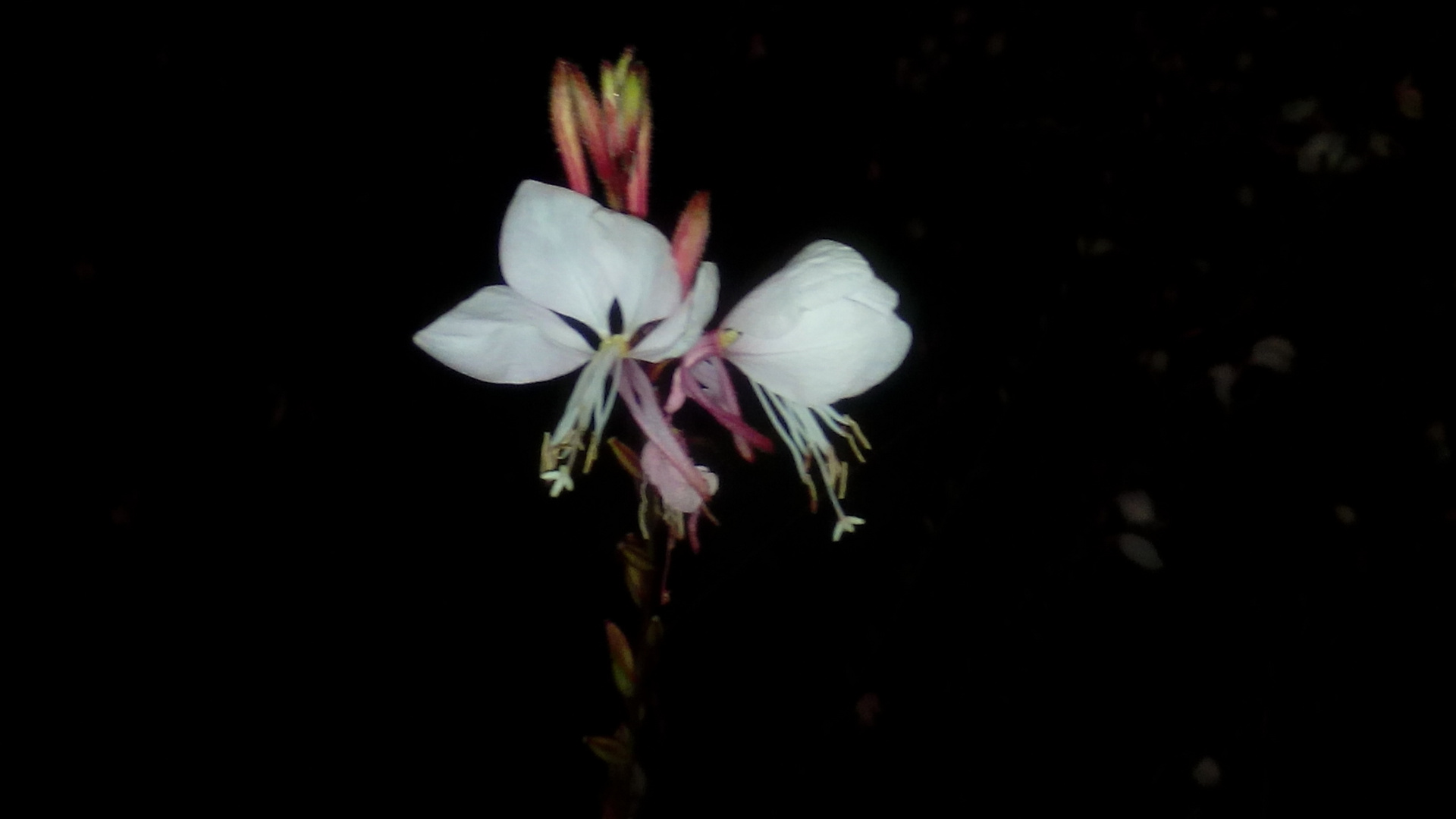  Con esta flor  hare una pausa  