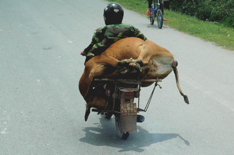 Con la vaca a cuestas