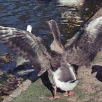 Con las alas desplegadas