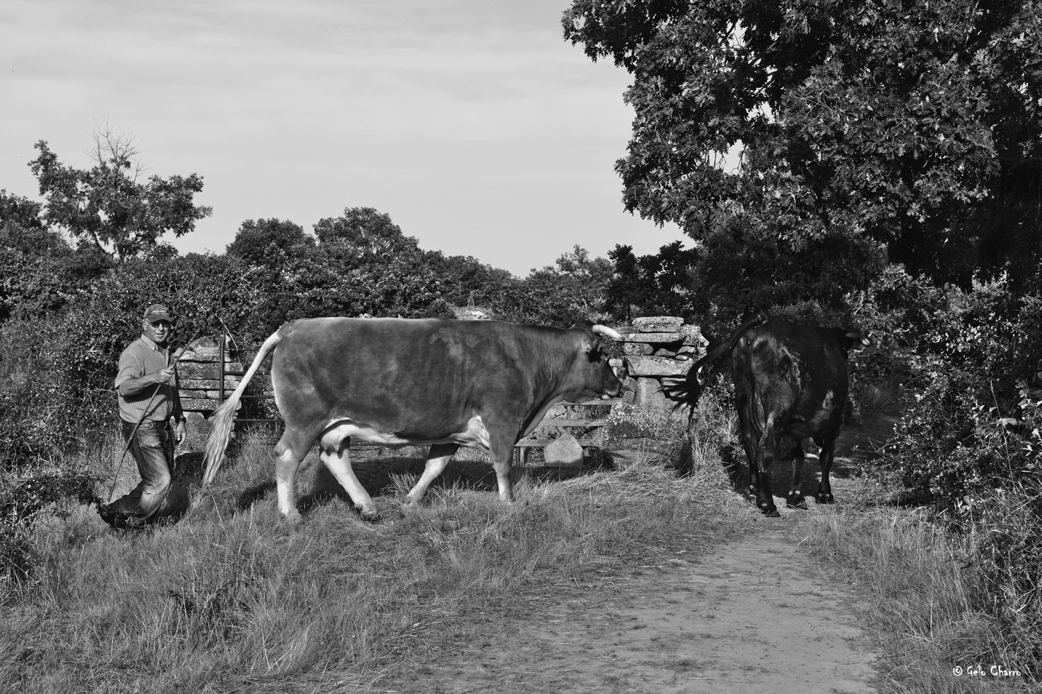 Con las vacas