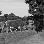 Con las vacas