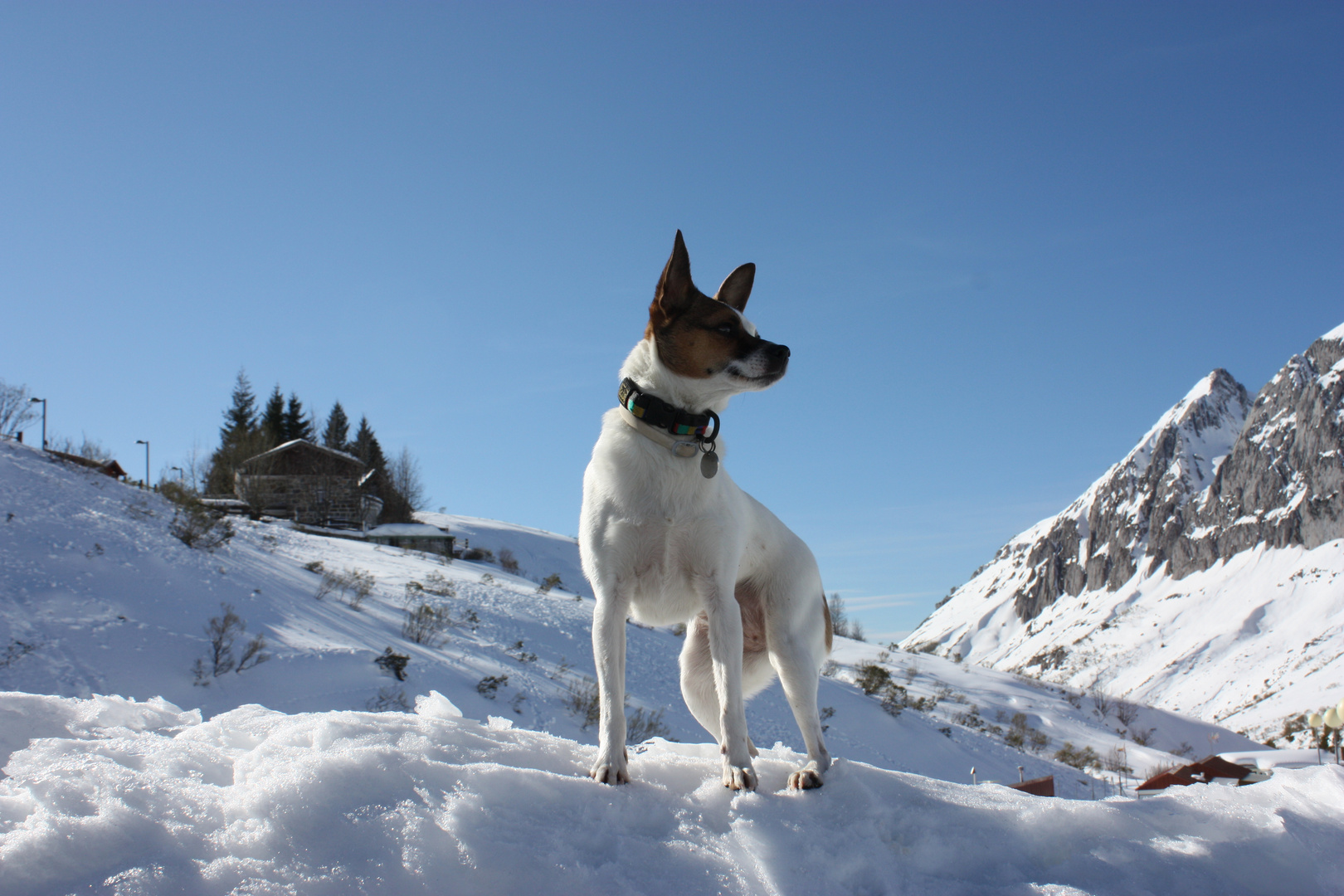 Con Runa a la nieve