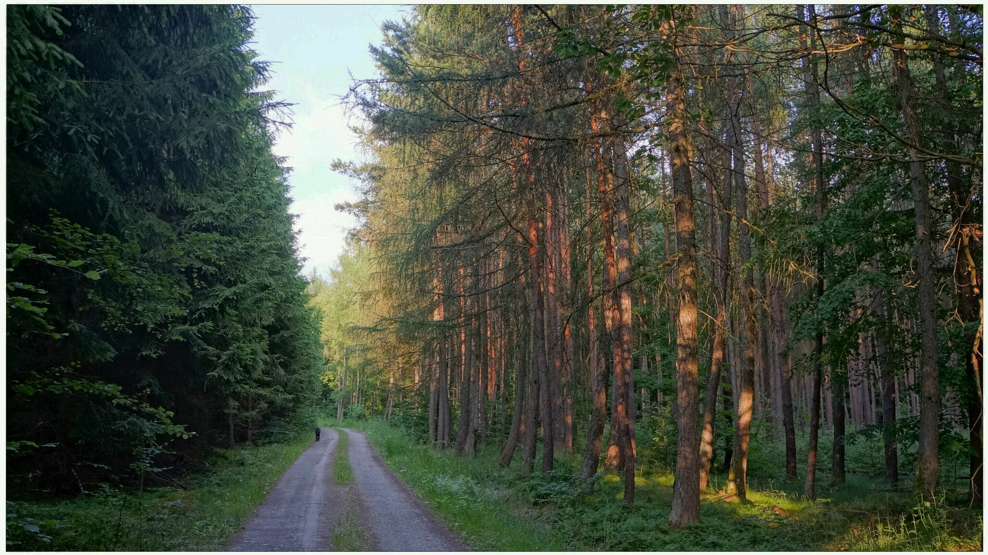 Con Wicky-Emily en el bosque otra vez II (Mit Wicky-Emily wieder mal im Wald II)