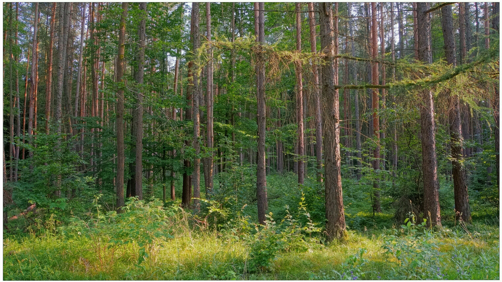 Con Wicky-Emily en el bosque otra vez III (Mit Wicky-Emily wieder mal im Wald III)