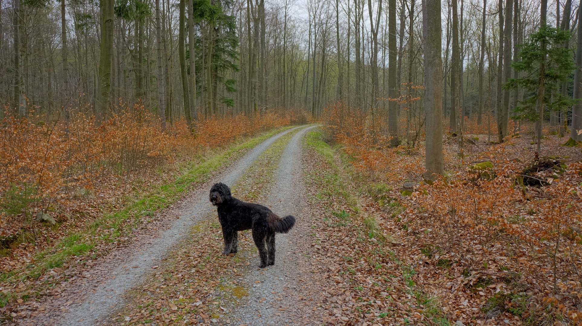 Con Wicky-Emily en el bosque otra vez (Mit Wicky-Emily wieder mal im Wald)